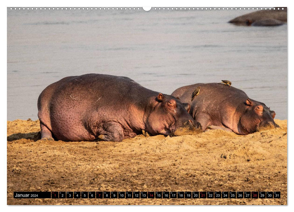 Hippopotames en Afrique australe (Calvendo Premium Wall Calendar 2024) 