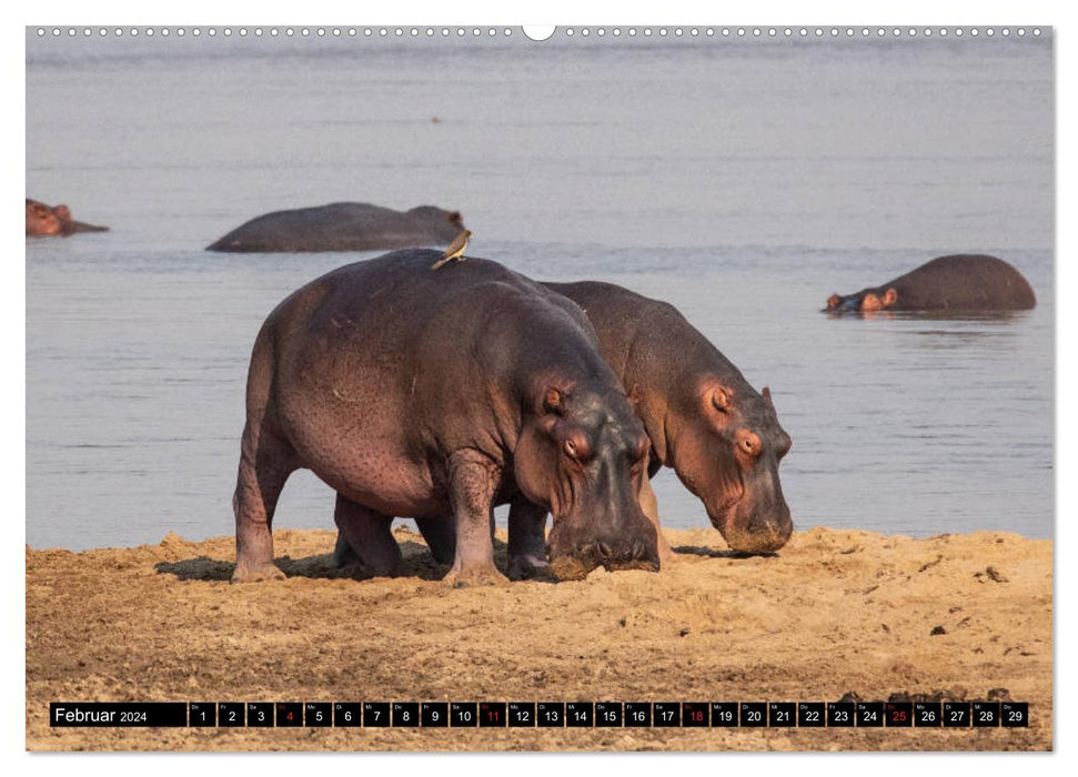 Hippopotames en Afrique australe (Calvendo Premium Wall Calendar 2024) 