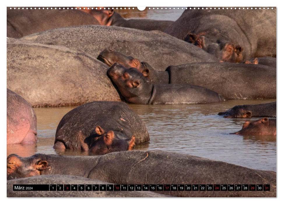 Hippopotames en Afrique australe (Calvendo Premium Wall Calendar 2024) 