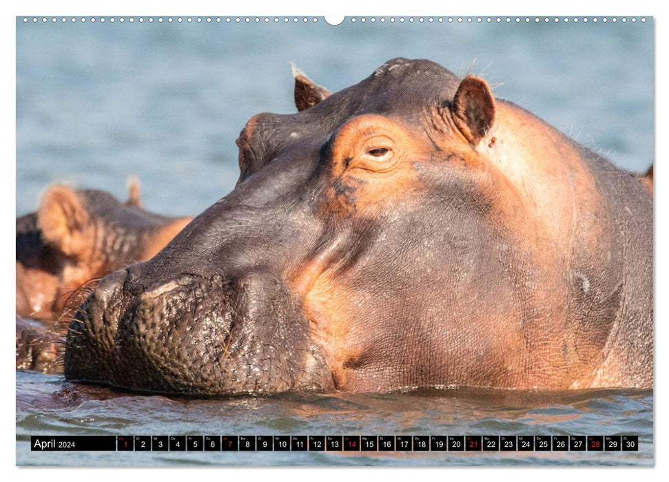 Hippopotames en Afrique australe (Calvendo Premium Wall Calendar 2024) 