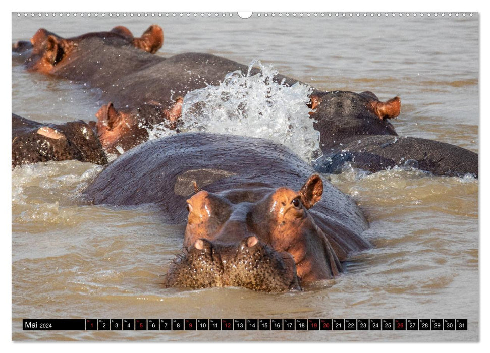 Hippos im südlichen Afrika (CALVENDO Premium Wandkalender 2024)