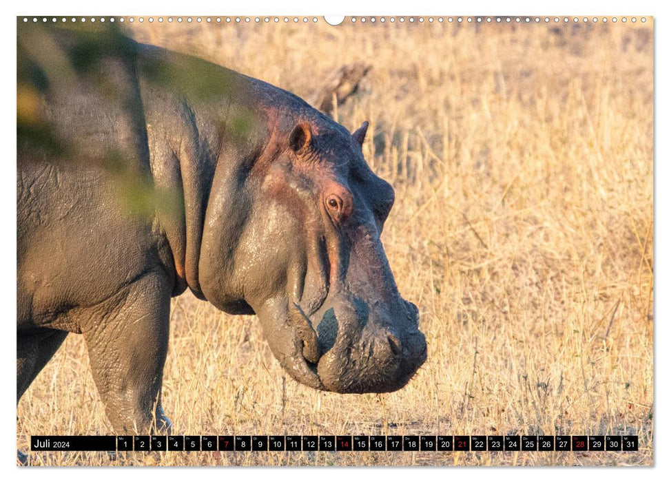 Hippos in Southern Africa (CALVENDO Premium Wall Calendar 2024) 