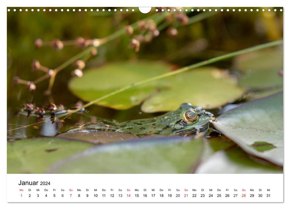 Der Frosch im Seerosenteich (CALVENDO Wandkalender 2024)