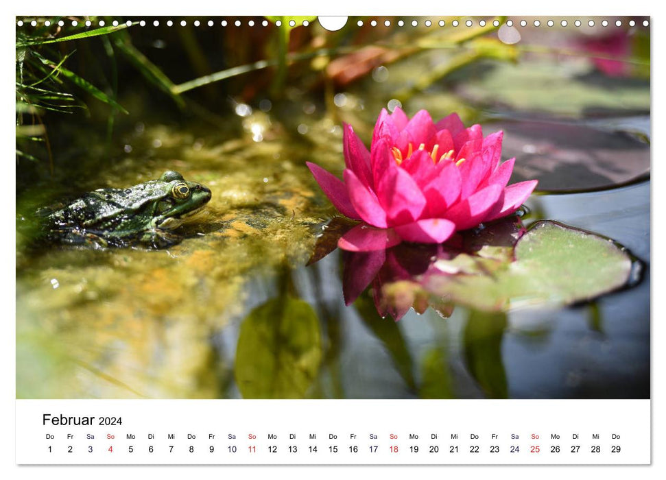 Der Frosch im Seerosenteich (CALVENDO Wandkalender 2024)