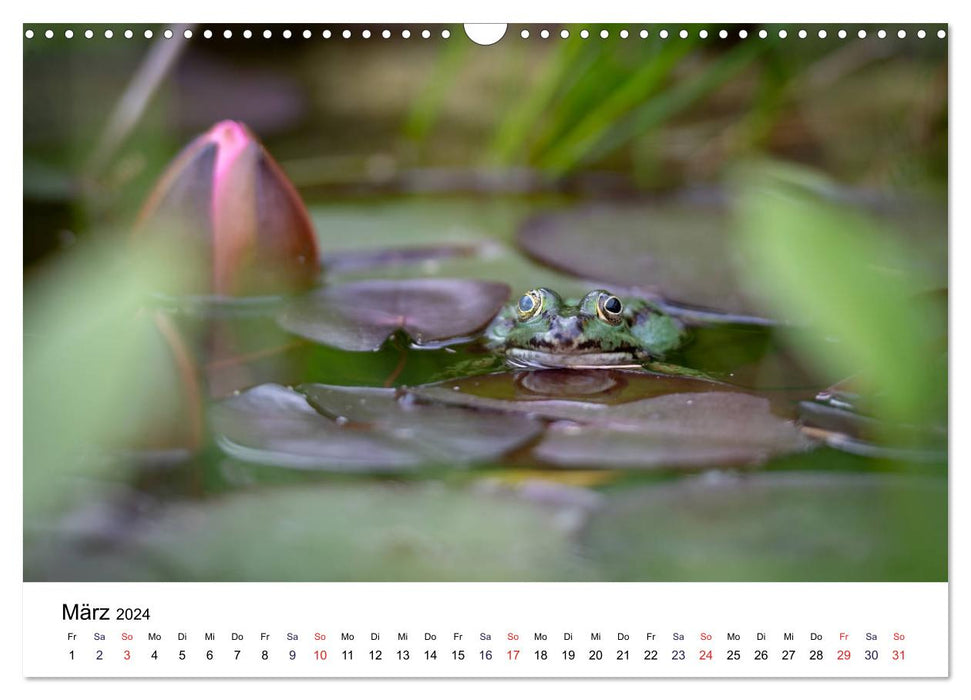 La grenouille dans le bassin aux nénuphars (Calendrier mural CALVENDO 2024) 