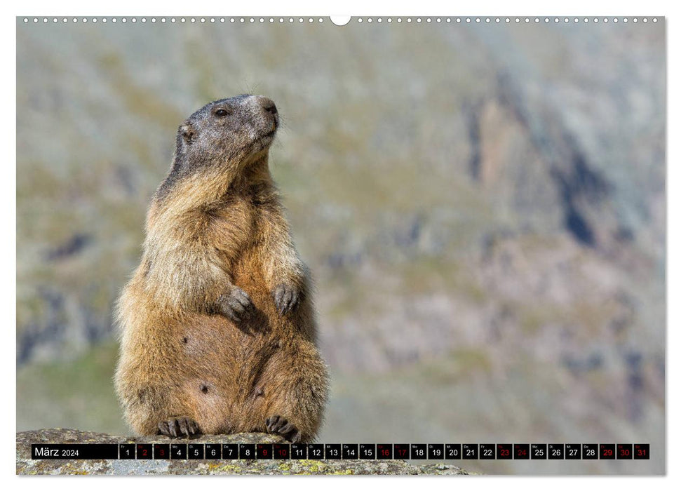 Gran Paradiso National Park (CALVENDO wall calendar 2024) 