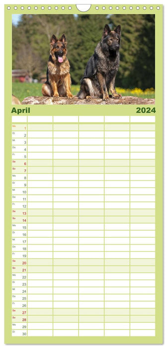 Der Schäferhunde Familienplaner hoch (CALVENDO Familienplaner 2024)