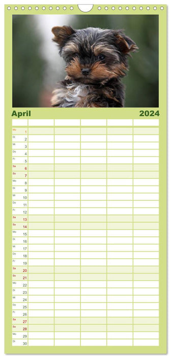 Der Hundewelpen-Geburtstagskalender (CALVENDO Familienplaner 2024)