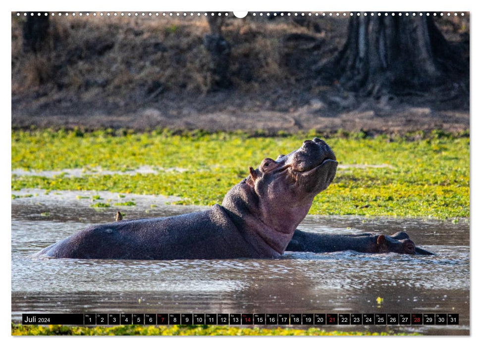 Zambia "The Real Africa" ​​(CALVENDO Premium Wall Calendar 2024) 