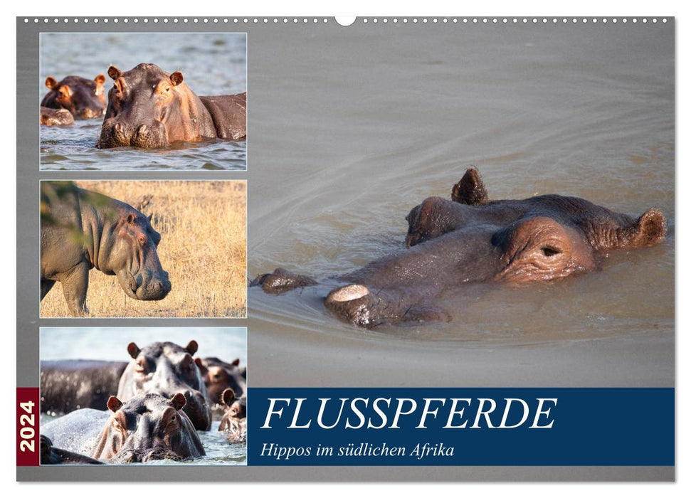 Hippopotames en Afrique australe (Calendrier mural CALVENDO 2024) 