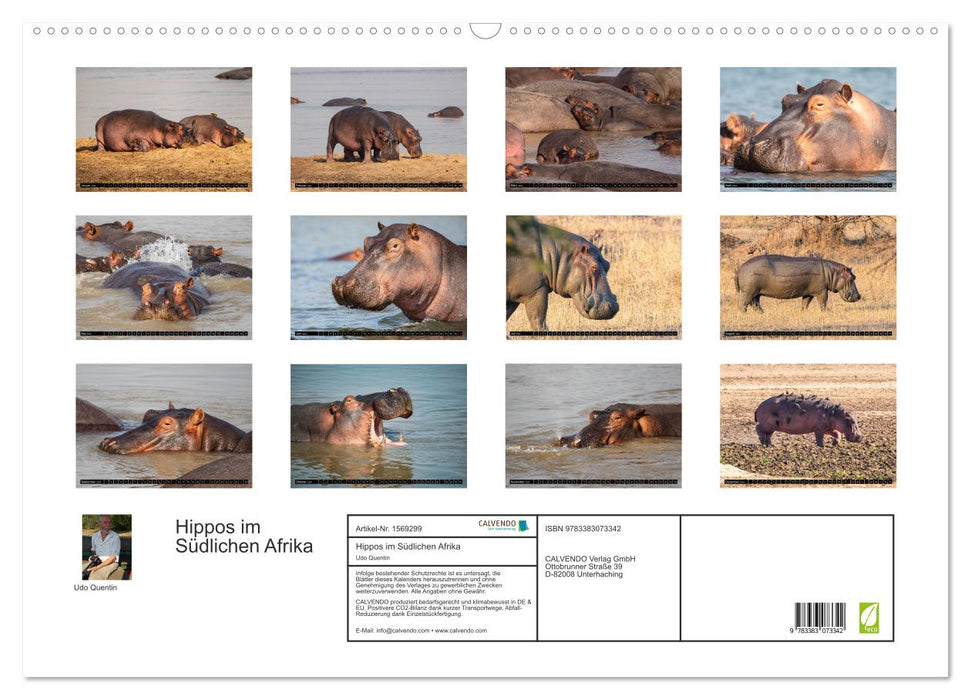 Hippopotames en Afrique australe (Calendrier mural CALVENDO 2024) 