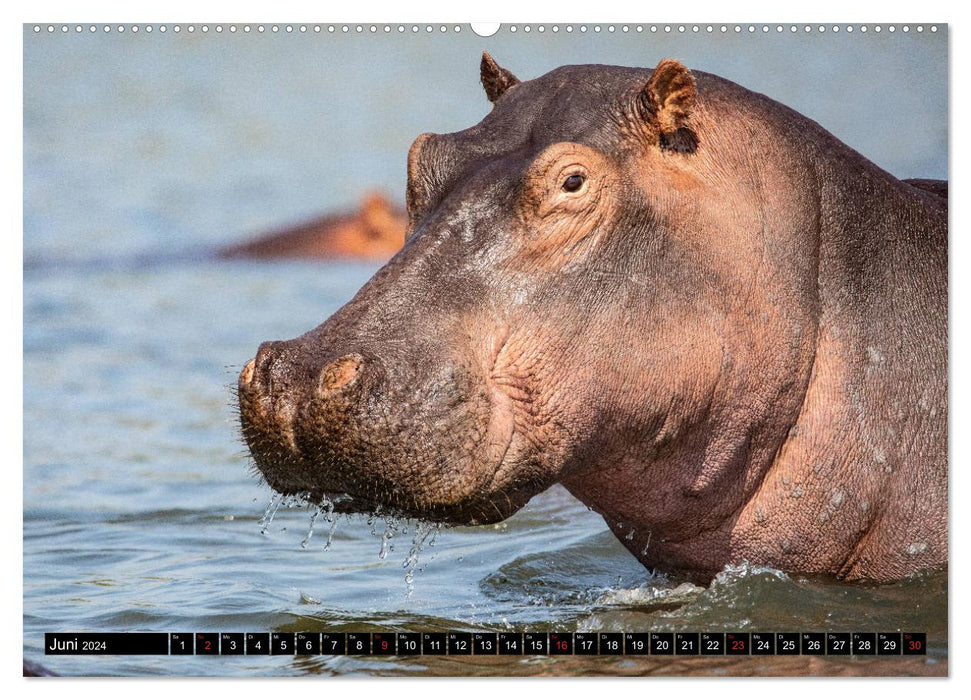 Hippopotames en Afrique australe (Calendrier mural CALVENDO 2024) 