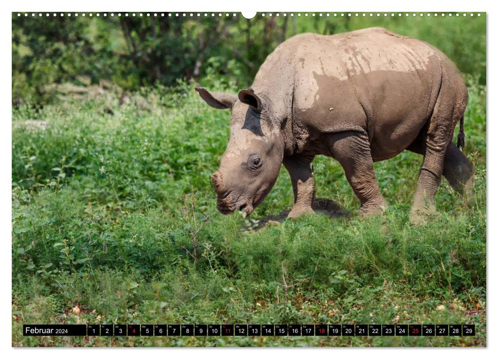 Afrikas Tierwelt: Nashörner (CALVENDO Premium Wandkalender 2024)