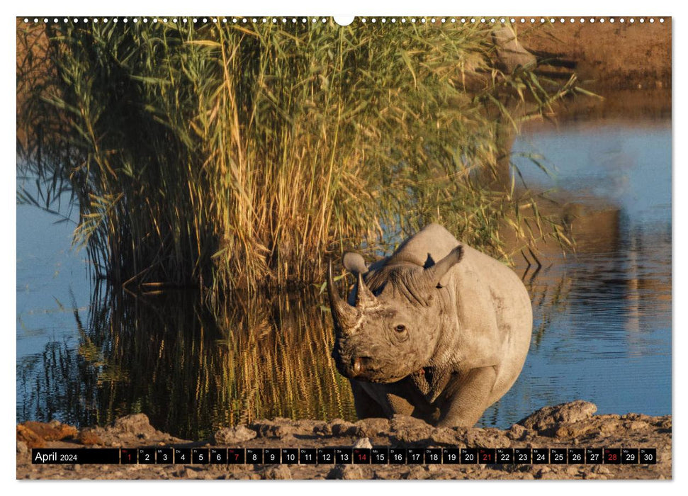 Africa's wildlife: Rhinos (CALVENDO Premium Wall Calendar 2024) 