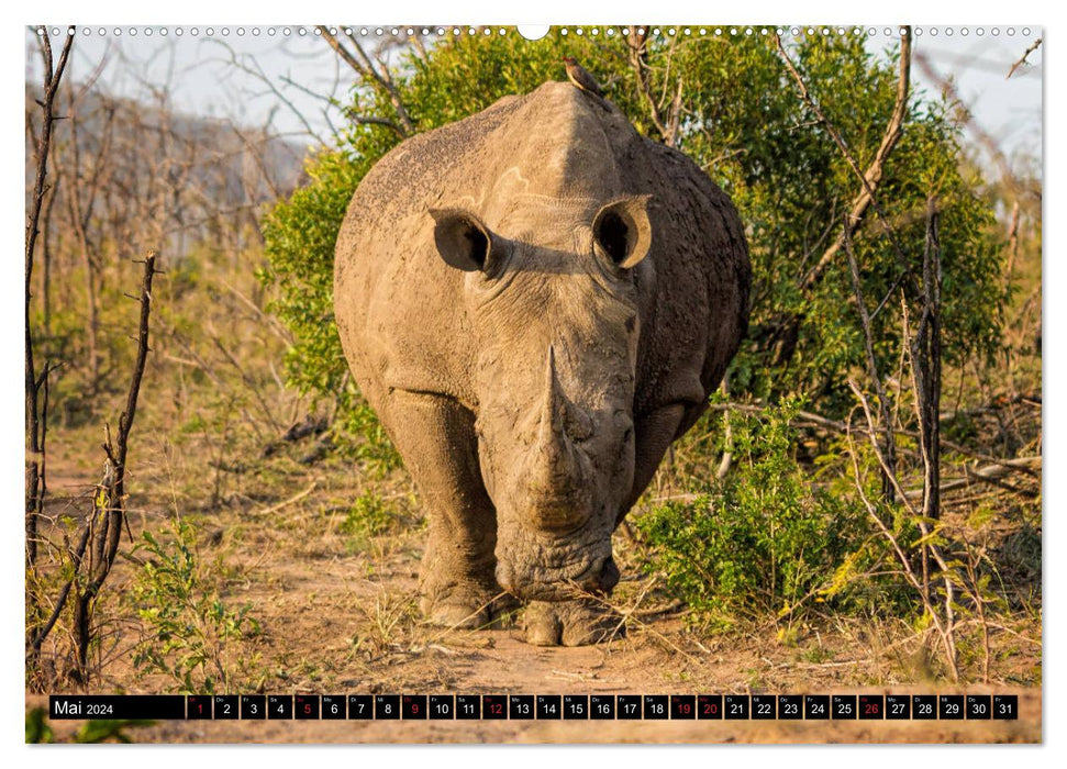 Afrikas Tierwelt: Nashörner (CALVENDO Premium Wandkalender 2024)