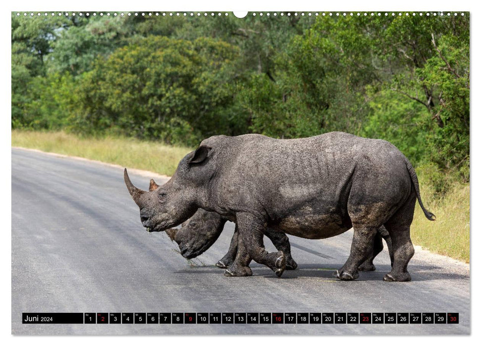 Africa's wildlife: Rhinos (CALVENDO Premium Wall Calendar 2024) 