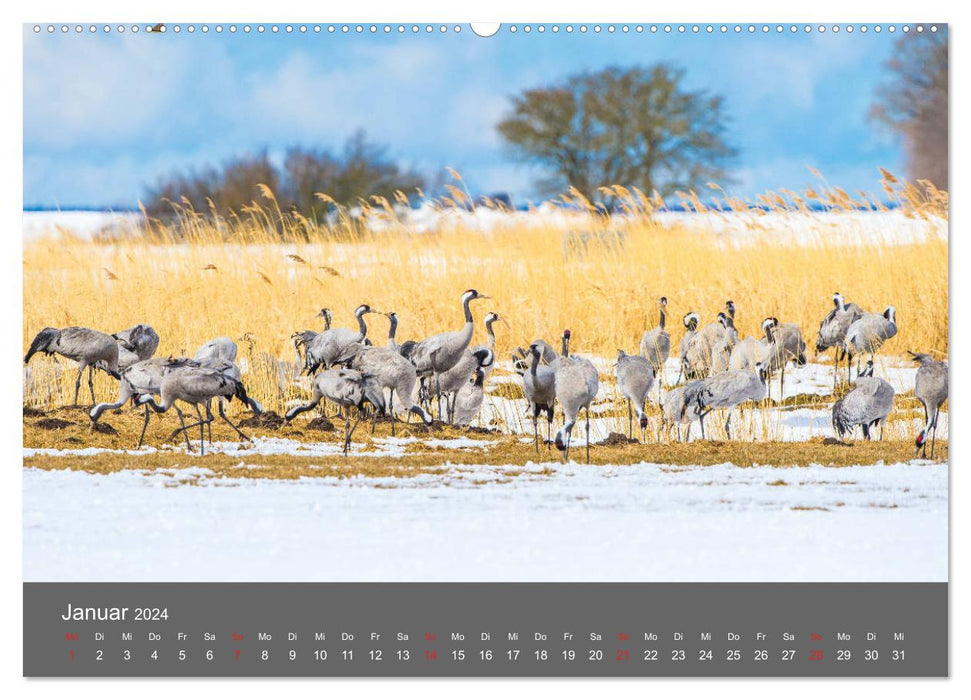 Beautiful Meck-Pomm (CALVENDO wall calendar 2024) 