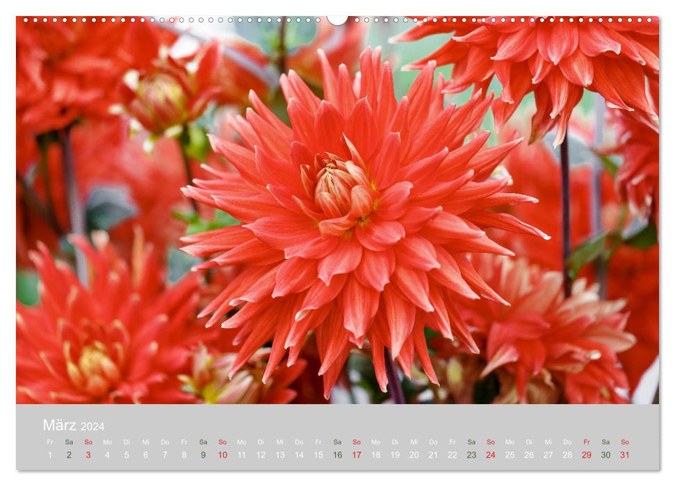 Dahlien - Prachtvolle Blüten des Spätsommers (CALVENDO Premium Wandkalender 2024)