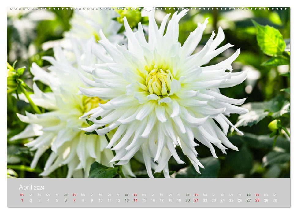 Dahlias - Magnificent flowers of late summer (CALVENDO Premium Wall Calendar 2024) 