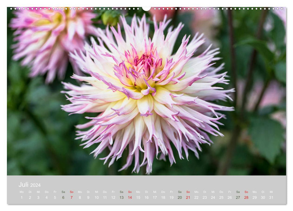Dahlien - Prachtvolle Blüten des Spätsommers (CALVENDO Premium Wandkalender 2024)