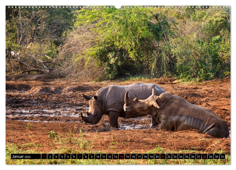 Afrikas Tierwelt: Nashörner (CALVENDO Wandkalender 2024)