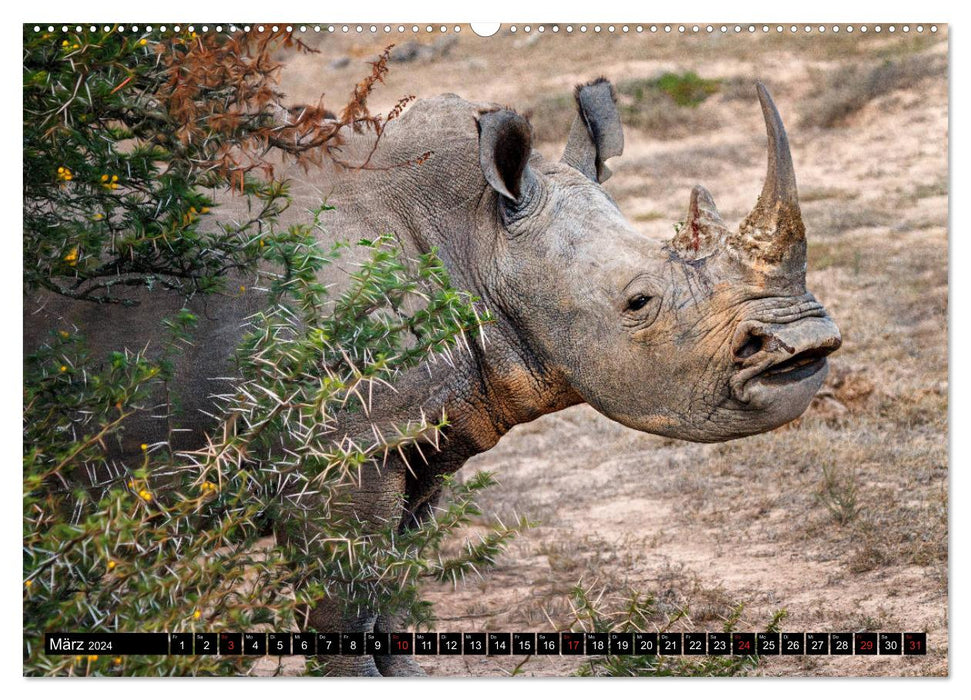 Afrikas Tierwelt: Nashörner (CALVENDO Wandkalender 2024)