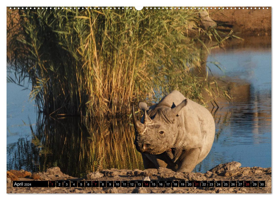 Africa's wildlife: rhinos (CALVENDO wall calendar 2024) 