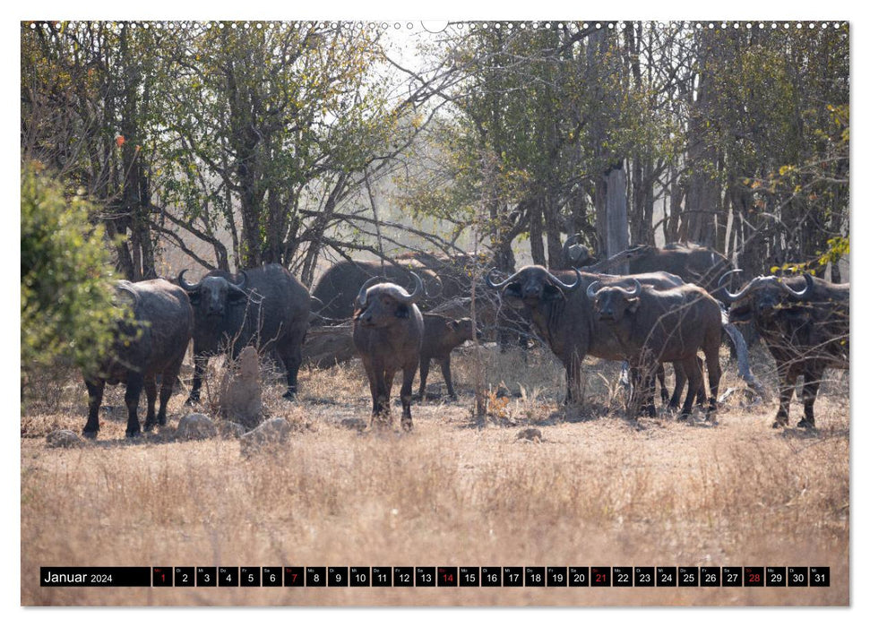 Zambia "The real Africa" ​​(CALVENDO wall calendar 2024) 