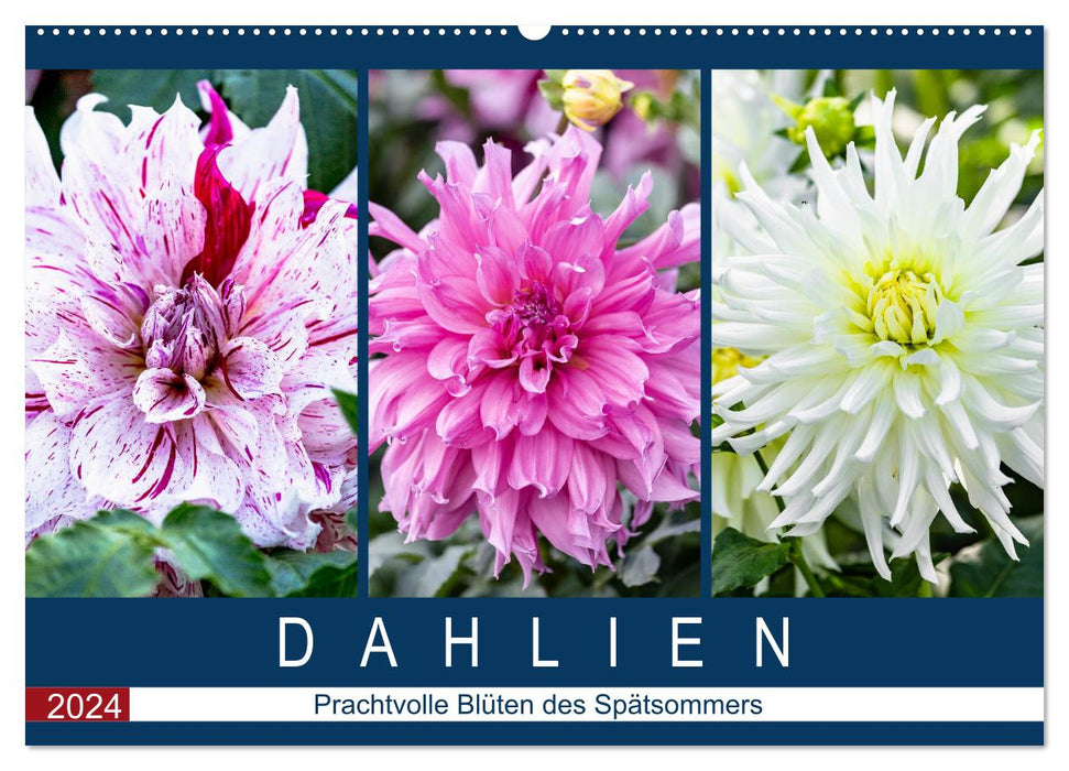 Dahlien - Prachtvolle Blüten des Spätsommers (CALVENDO Wandkalender 2024)