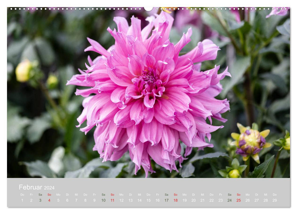 Dahlien - Prachtvolle Blüten des Spätsommers (CALVENDO Wandkalender 2024)