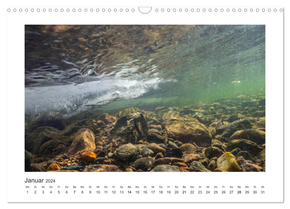 Unter Wasser in Bächen und Flüssen (CALVENDO Wandkalender 2024)