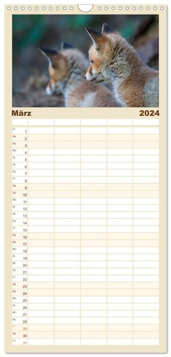 Füchse in freier Natur (CALVENDO Familienplaner 2024)