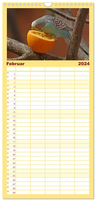 Perruches - Amis à plumes (Agenda familial CALVENDO 2024) 