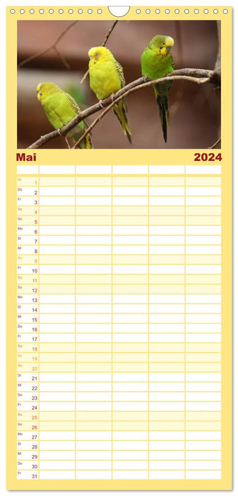 Perruches - Amis à plumes (Agenda familial CALVENDO 2024) 
