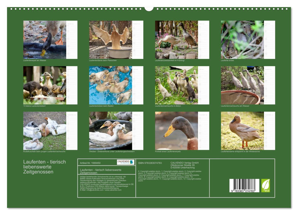 Running ducks - lovable animals (CALVENDO Premium Wall Calendar 2024) 