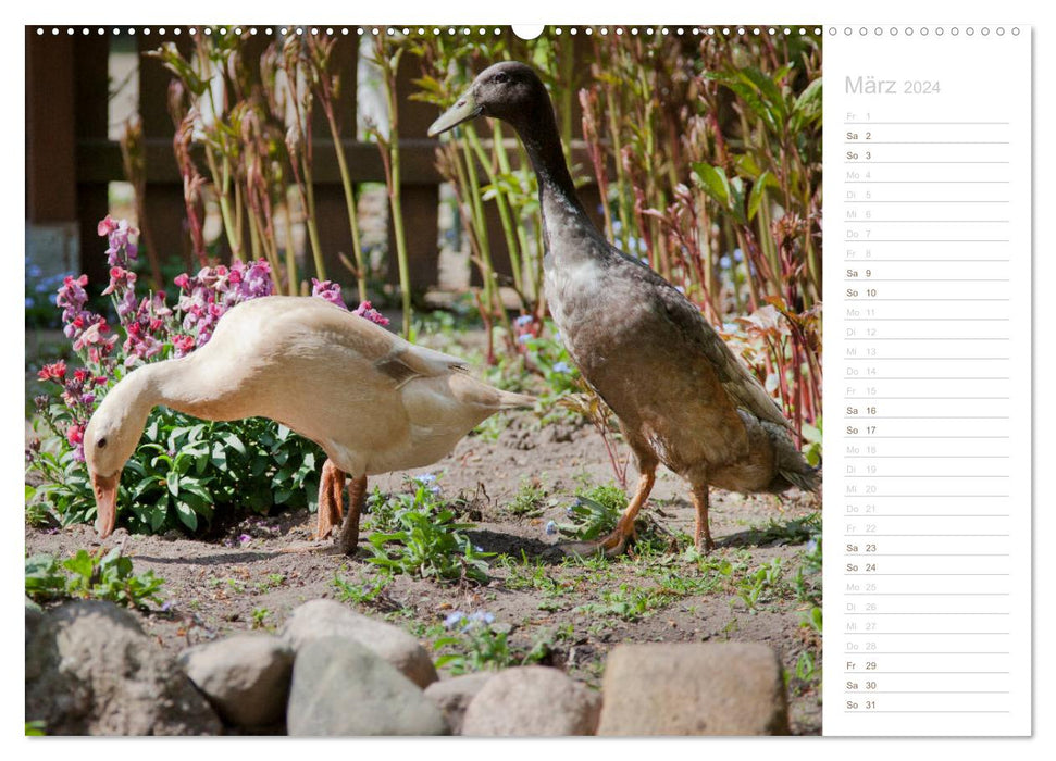 Running ducks - lovable animals (CALVENDO Premium Wall Calendar 2024) 