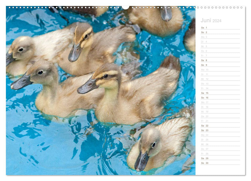 Running ducks - lovable animals (CALVENDO Premium Wall Calendar 2024) 