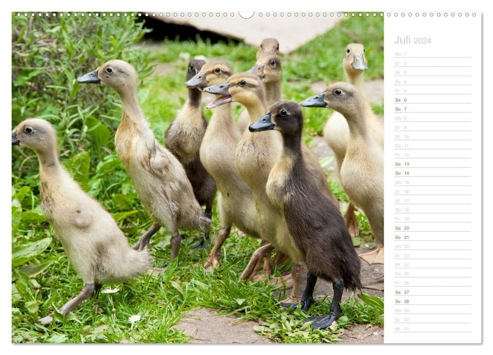 Laufenten - tierisch liebenswerte Zeitgenossen (CALVENDO Premium Wandkalender 2024)