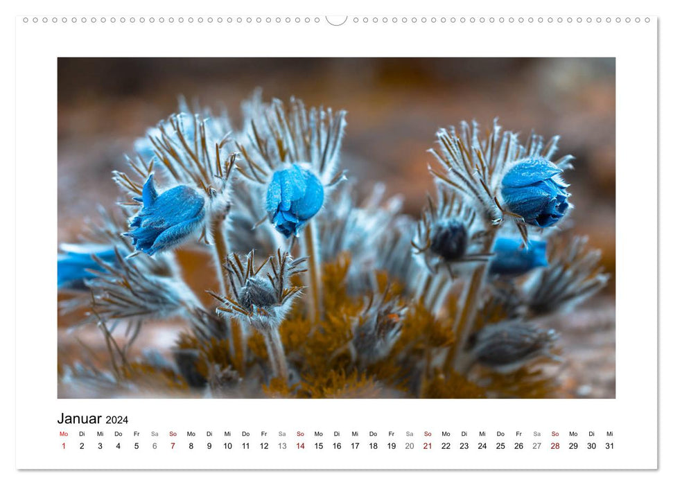 Blauer Blütentraum (CALVENDO Premium Wandkalender 2024)