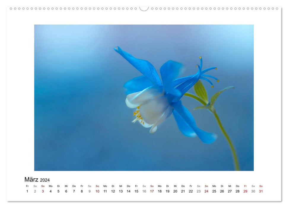 Blue Flower Dream (CALVENDO Premium Wall Calendar 2024) 