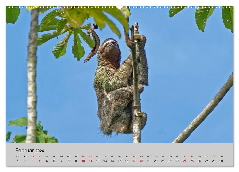 COSTA RICA - Animal Moments (CALVENDO Premium Wall Calendar 2024) 