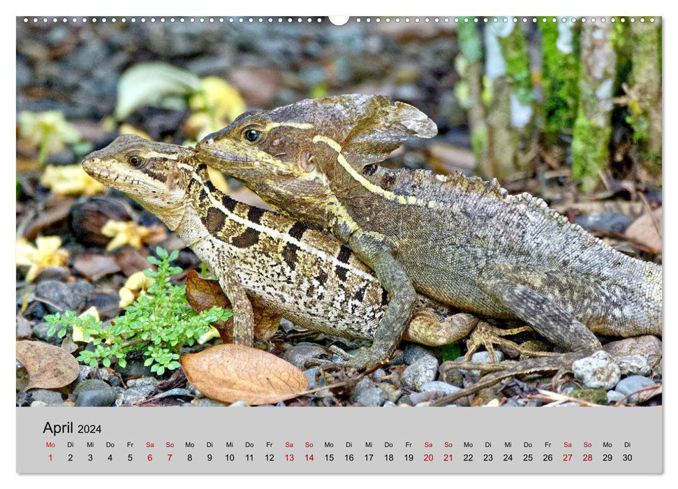 COSTA RICA - Animal Moments (CALVENDO Premium Wall Calendar 2024) 