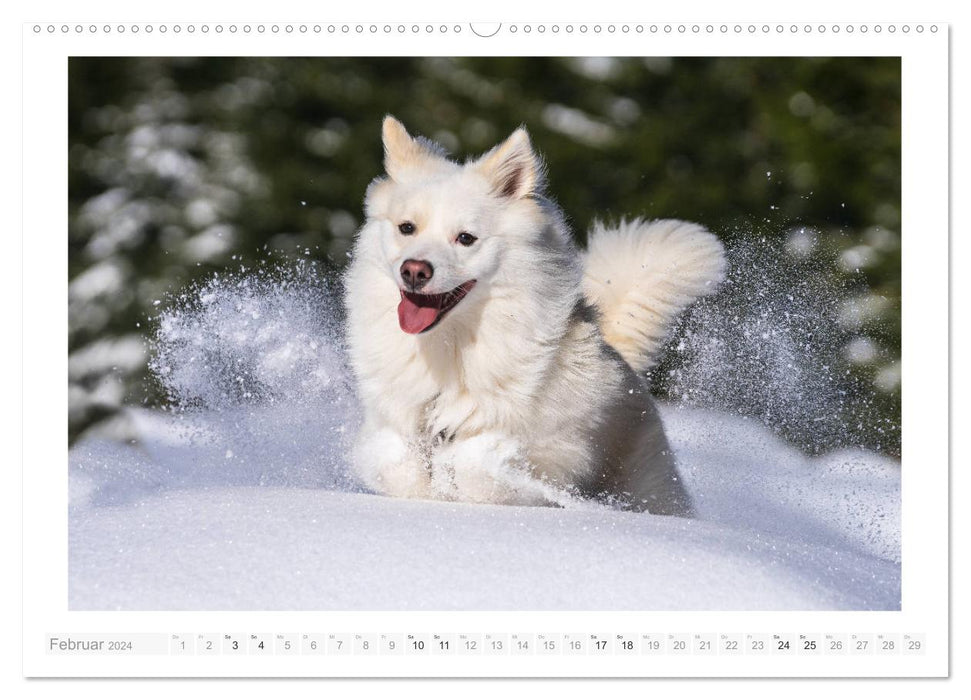 Liebenswerter Islandhund (CALVENDO Premium Wandkalender 2024)