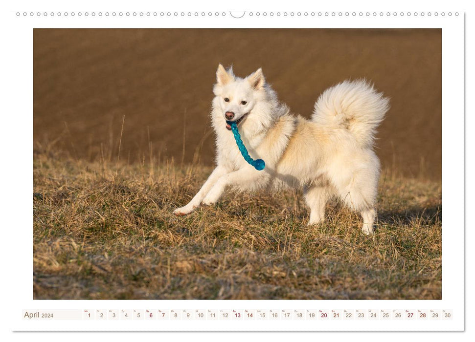 Liebenswerter Islandhund (CALVENDO Premium Wandkalender 2024)
