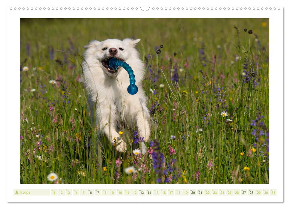 Adorable Icelandic Dog (CALVENDO Premium Wall Calendar 2024) 