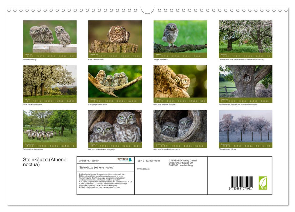 Little owls (Athene noctua) (CALVENDO wall calendar 2024) 