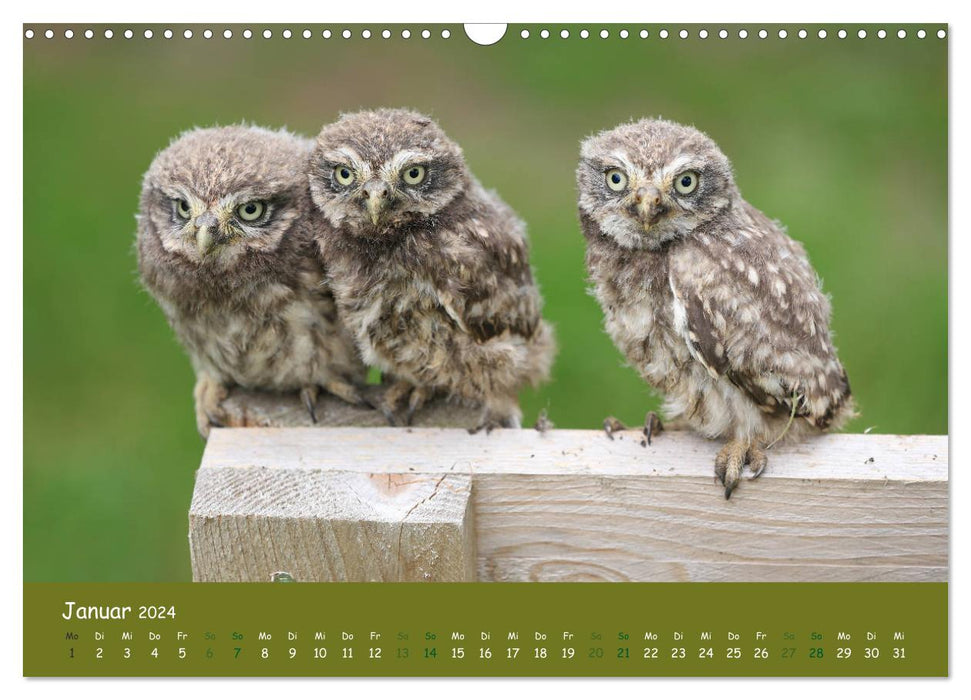 Little owls (Athene noctua) (CALVENDO wall calendar 2024) 