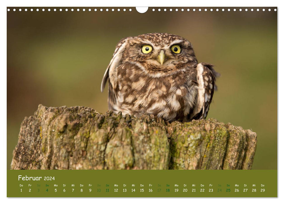 Little owls (Athene noctua) (CALVENDO wall calendar 2024) 