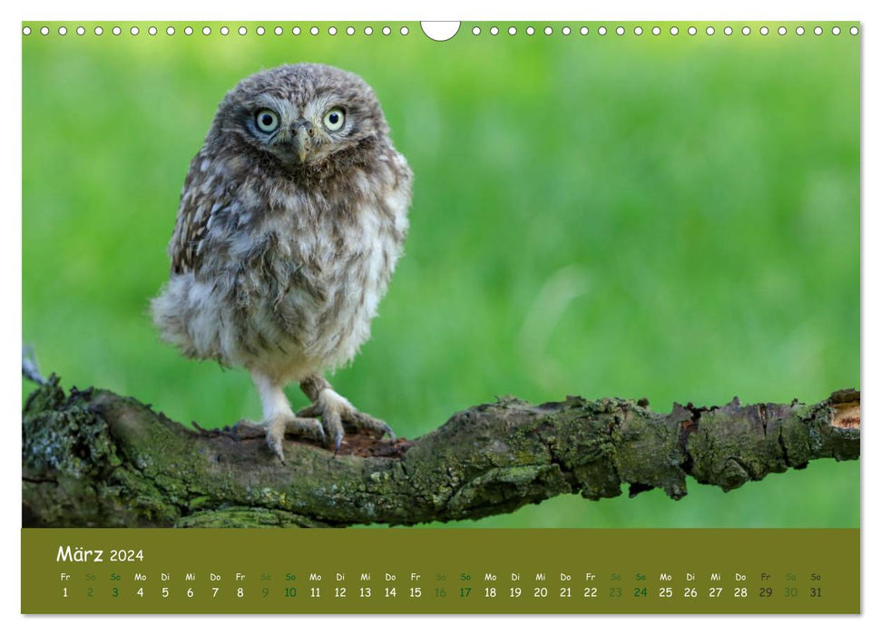 Little owls (Athene noctua) (CALVENDO wall calendar 2024) 