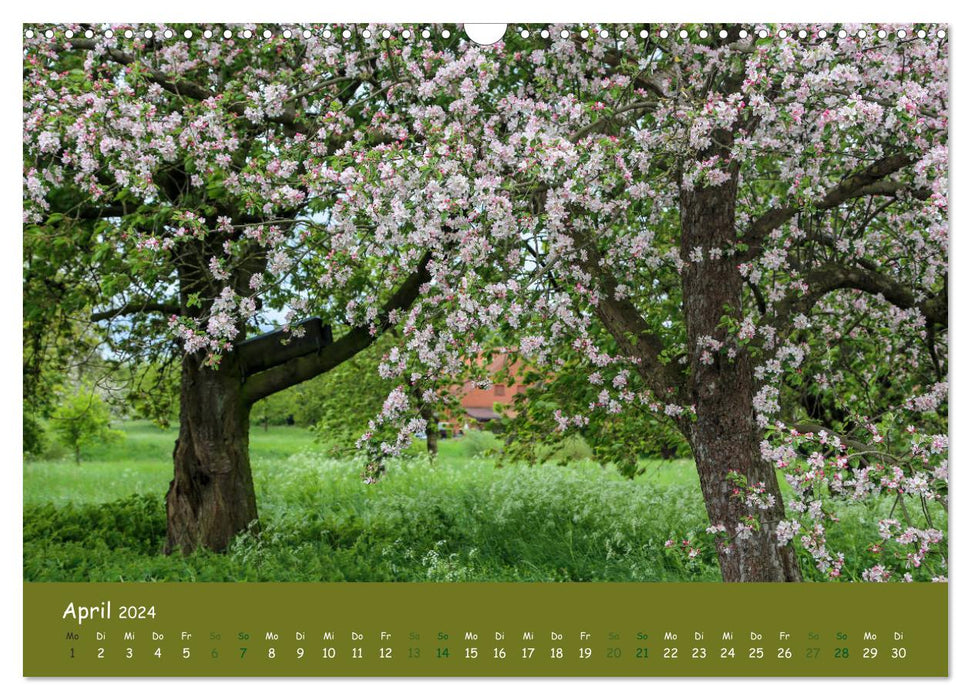 Little owls (Athene noctua) (CALVENDO wall calendar 2024) 